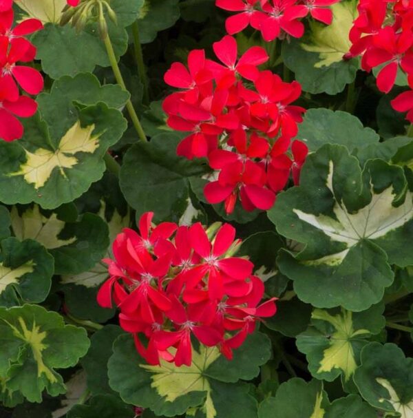 Zonal Geranium 'Happy Thoughts Red' Pack x6 Plug Plants