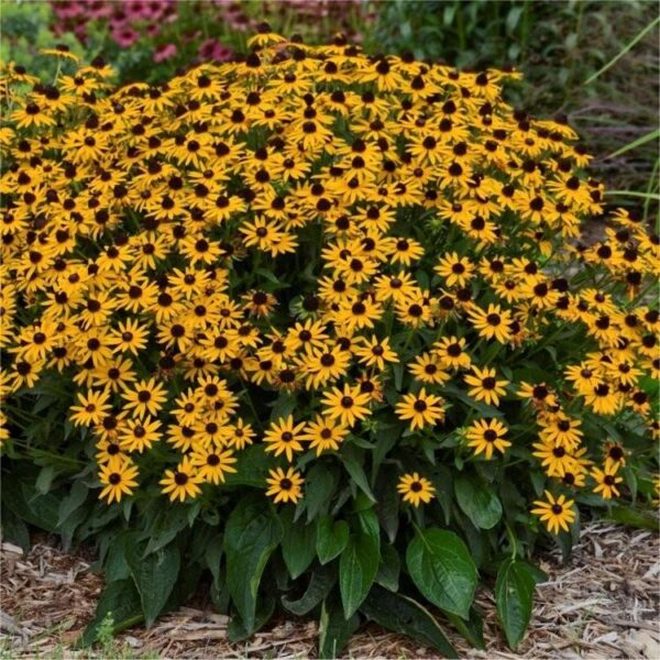 Rudbeckia Fulgida 'Little Goldstar' Plug Plants Pack x6