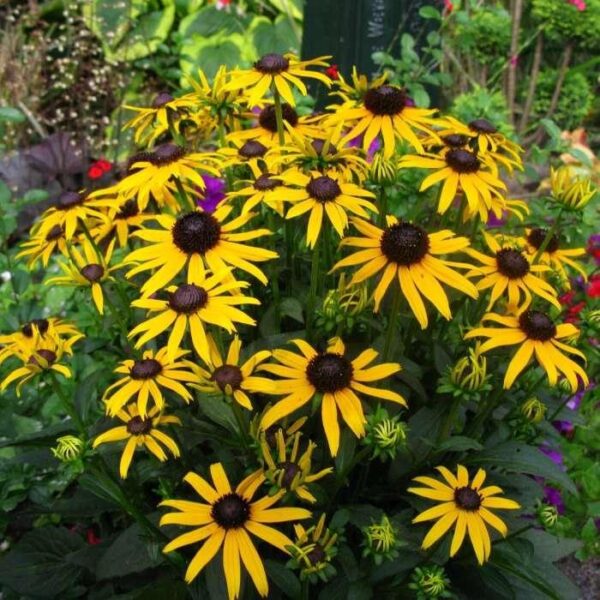 Rudbeckia Fulgida 'Little Goldstar' Plug Plants Pack x6