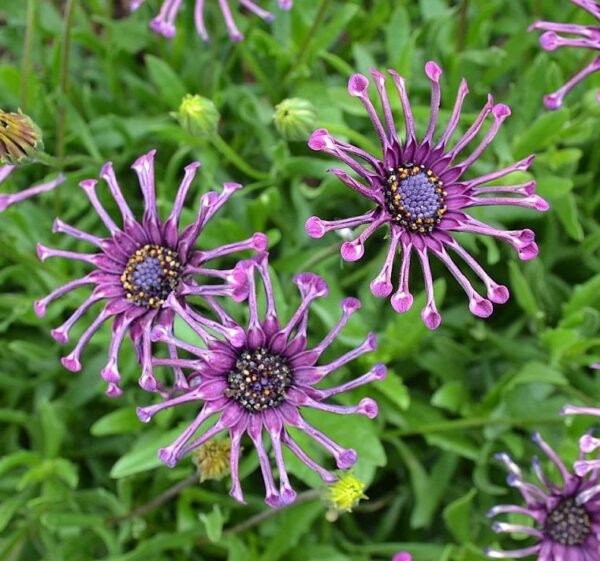 Osteospermum FlowerPower Spider Purple Plug Plants Pack x6