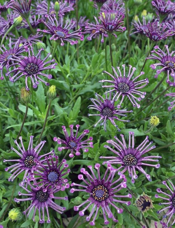 Osteospermum FlowerPower Spider Purple Plug Plants Pack x6