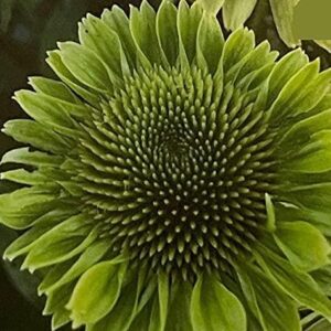 Echinacea (Coneflower) 'Green Verdana' Perennial 9cm Pot Plants Pack x3