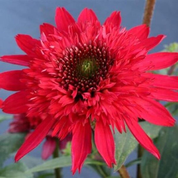 Echinacea (Coneflower) Sunny Days Ruby LARGE Plug Plants Pack x3
