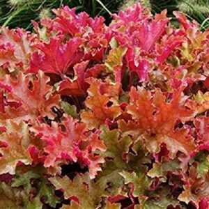 Heuchera x Hybrida 'Marmalade' Perennial LARGE Plug Plants Pack x3