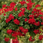 Ivy Geranium Trailing 'Gerainbow™ 'Red' Plug Plants Pack x6