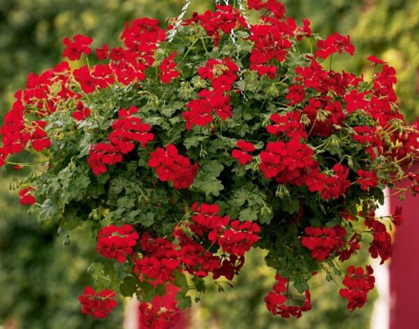 Ivy Geranium Trailing 'Gerainbow™ 'Red' Plug Plants Pack x6