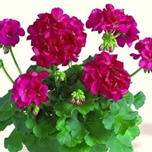 Geranium Zonal Grandeur® 'Dark Neon Purple' Summer Plug Plants Pack x6