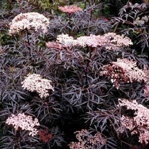 Sambucus Nigra 'Black Lace' Perennial Shrub 90mm Pot Plants Pack x3