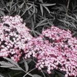Sambucus Nigra 'Black Lace' Perennial Shrub 90mm Pot Plants Pack x3