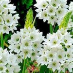 Ornithogalum Thyrsoides (Chincherinchee) Perennial Plug Plants Pack x6