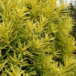 Taxus Bacatta Fastigiata Aurea Golden Yew Pack x3 XXL Plug Plants