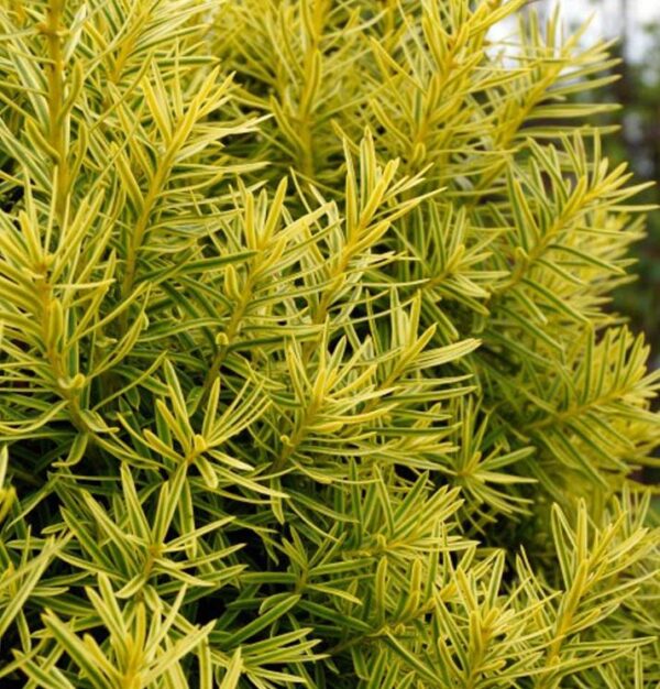 Taxus Bacatta Fastigiata Aurea Golden Yew Pack x3 XXL Plug Plants
