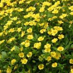 Bacopa Trailing 'Yellow Macedonia' Garden Basket Plug Plants Pack x6