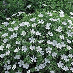 Hardy Geranium White Sanguineum 'Album' Perennial XXL Plug Plants Pack x3
