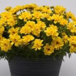 Bidens Sun Drop Double Yellow Plug Plants Pack x6