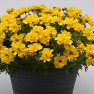 Bidens Sun Drop Double Yellow Plug Plants Pack x6