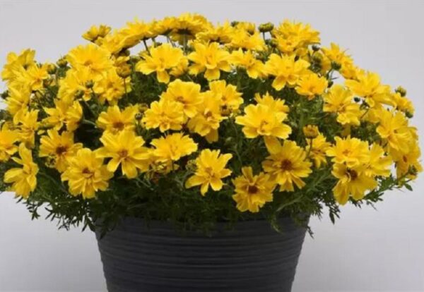 Bidens Sun Drop Double Yellow Plug Plants Pack x6