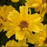 Bidens Sun Drop Double Yellow Plug Plants Pack x6