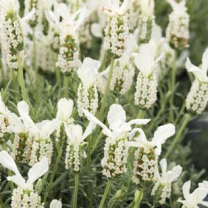 Lavender French Butterfly 'Giant White' Perennial (Large) Plug Plants Pack X6