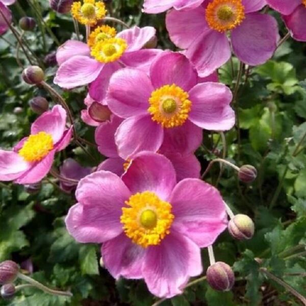 Anemone x Hybrida 'Pink Cloud' Pack x6 Plug Plants