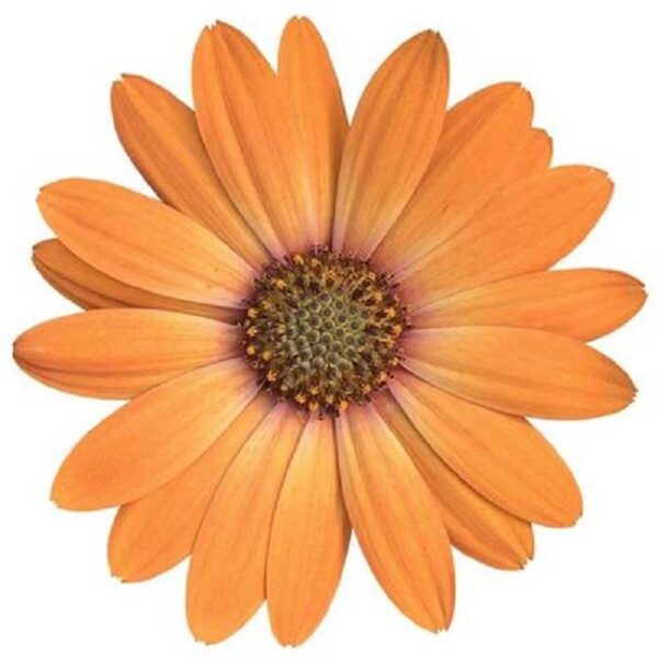 Osteospermum Erato® 'Orange Eye' Summer Plug Plants Pack x6
