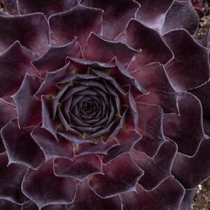 Sempervivum SUPERSEMP® ‘Onyx’ Large Plug Plants Pack x6