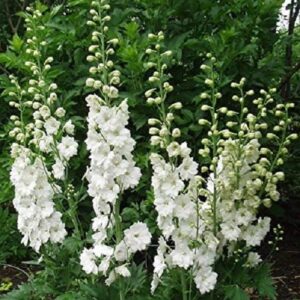 Delphinium Magic Fountains 'Pure White' Perennial Plug Plants Pack x6