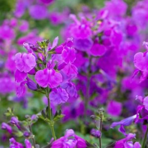Salvia Greggii Salvito Violet Pack x6 Plug Plants NEW!