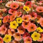 Petunia Trailing Cascadias™ Indian Summer Garden/Basket Plug Plants Pack x6