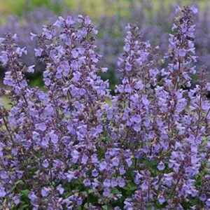 Nepeta Faassenii 'Kitten Around' Catmint Perennial Garden Plug Plants Pack x6