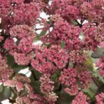 Sedum 'Seduction Dark Rose' Perennial Supersize XXL Plug Plants Pack x3