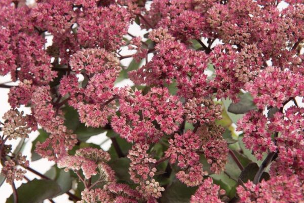 Sedum 'Seduction Dark Rose' Perennial Supersize XXL Plug Plants Pack x3