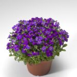 Aubrieta 'Kitte Blue' (LARGE) Perennial Alpine Plug Plants Pack x6
