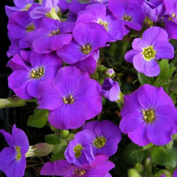 Aubrieta 'Kitte Blue' (LARGE) Perennial Alpine Plug Plants Pack x6