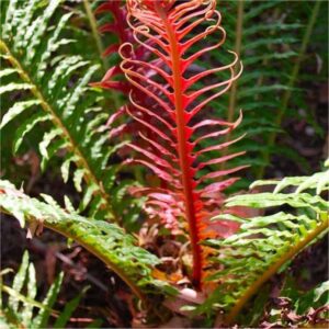 Hardy Fern Blechnum Brasiliense 'Volcano' Pack x6 LARGE Plug Plants