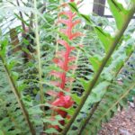 Hardy Fern Blechnum Brasiliense 'Volcano' Pack x6 LARGE Plug Plants