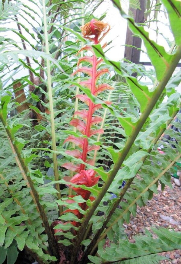 Hardy Fern Blechnum Brasiliense 'Volcano' Pack x6 LARGE Plug Plants