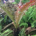 Hardy Fern Blechnum Brasiliense 'Volcano' Pack x6 LARGE Plug Plants