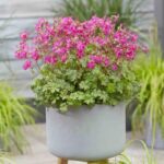 Hardy Geranium Cantabrigiense 'Intense' Pack x 3 Large Plug Plants