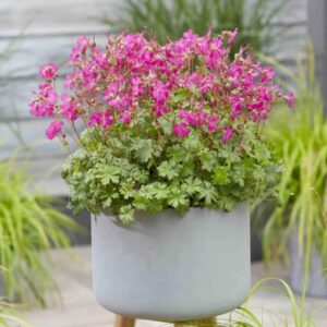 Hardy Geranium Cantabrigiense 'Intense' Pack x 3 Large Plug Plants
