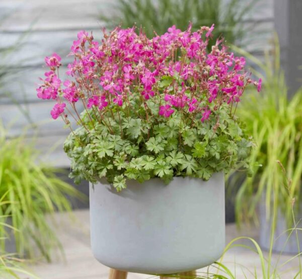 Hardy Geranium Cantabrigiense 'Intense' Pack x 3 Large Plug Plants