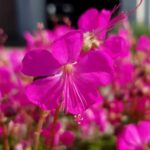 Hardy Geranium Cantabrigiense 'Intense' Pack x 3 Large Plug Plants