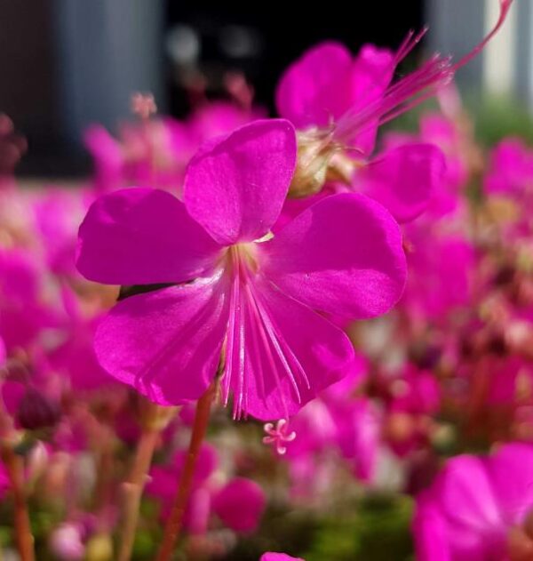 Hardy Geranium Cantabrigiense 'Intense' Pack x 3 Large Plug Plants