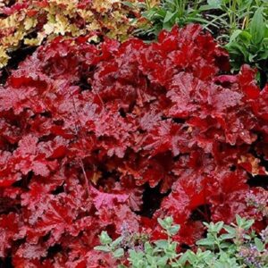 Heuchera x Hybrida 'Forever Red' Perennial LARGE Plug Plants Pack x3