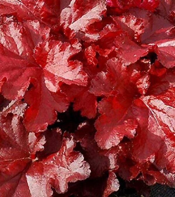 Heuchera x Hybrida 'Forever Red' Perennial LARGE Plug Plants Pack x3