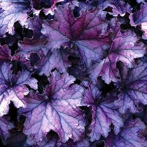 Heuchera x Hybrida 'Forever Purple' Perennial LARGE Plug Plants Pack x3