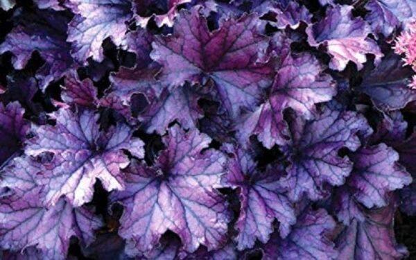 Heuchera x Hybrida 'Forever Purple' Perennial LARGE Plug Plants Pack x3