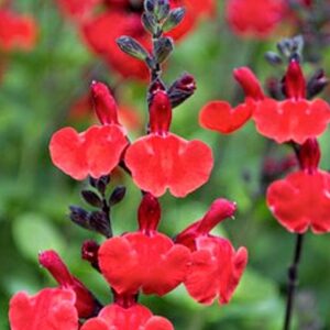 Salvia Greggii Salvito Scarlet Pack x6 Plug Plants NEW!