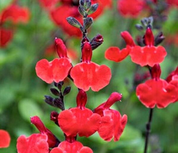 Salvia Greggii Salvito Scarlet Pack x6 Plug Plants NEW!