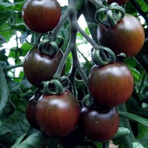 Tomato 'Black Chocolate Cherry' Fruit/Vegetable Plug Plants Pack x6